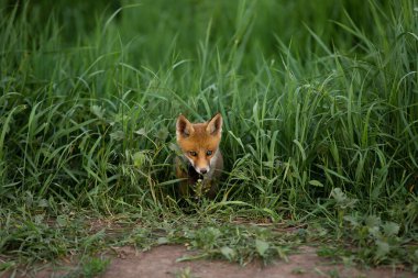 Kırmızı tilki yeşil otların arasından dikizliyor.
