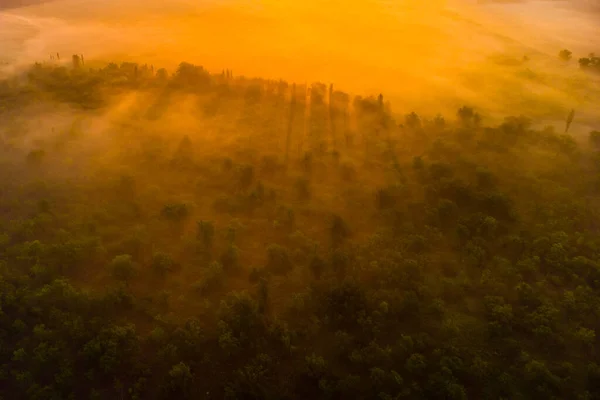 Bosque en los rayos del sol del amanecer — Foto de Stock
