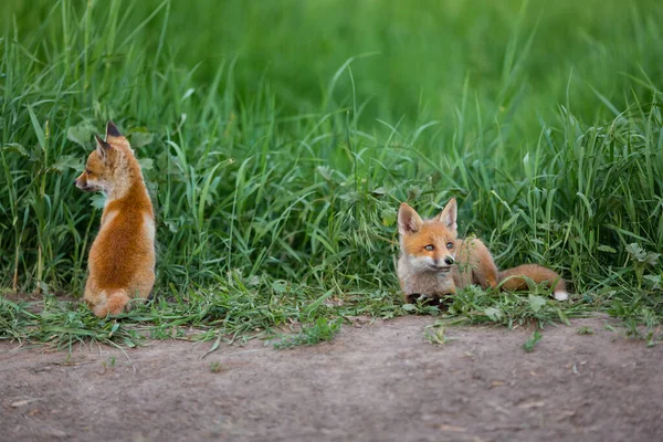 夏の芝生の上に赤いキツネが2匹 — ストック写真