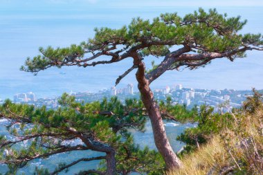 Botkin yolu, dağdan Yalta 'ya manzara