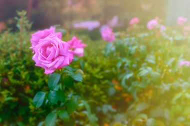 Su damlacıkları ile pembe güller.