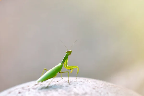 Green Mantis Stone Looking — Stock Photo, Image