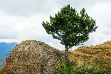 Demerdzhi dağlarının yamacında yalnız bir çam ağacı. Kırım