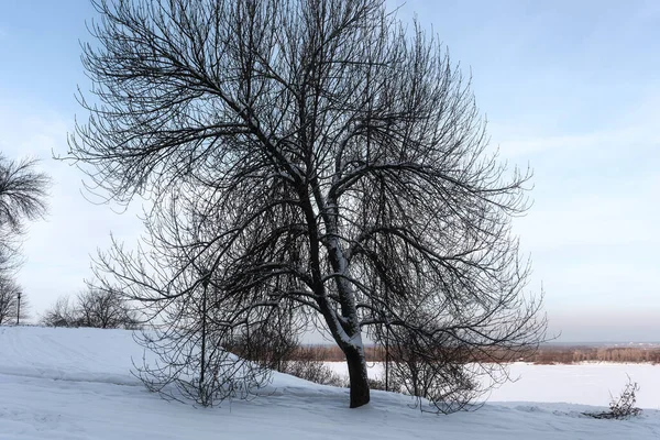 Un árbol solitario en un parque con vistas al terraplén de invierno del río Volga — Foto de Stock