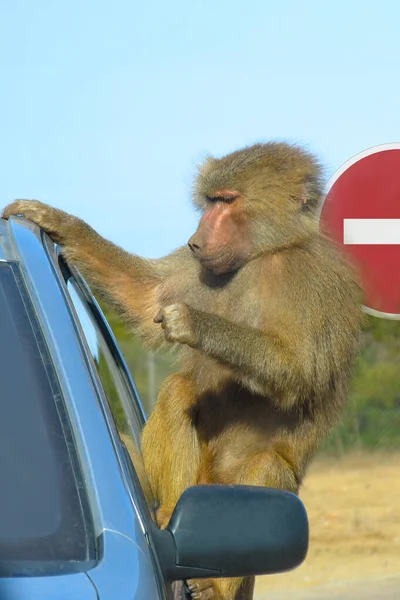 サルは車のドアに登り 運転手に手を差し出した — ストック写真