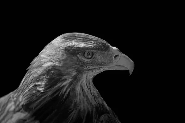 Eagle Close Black Background Full Face Monochrome — Stock Photo, Image