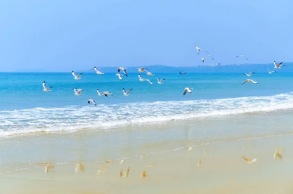 갈매기 떼가해 날아오른다 인도양의해 — 스톡 사진