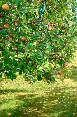 Kırsal bir bahçedeki dallarda olgun elmalar. Ağustosta güneşli bir gün.
