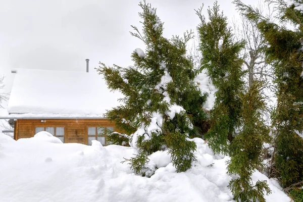 Naaldbomen Met Sneeuw Takken Tegen Achtergrond Van Een Besneeuwd Huis — Stockfoto