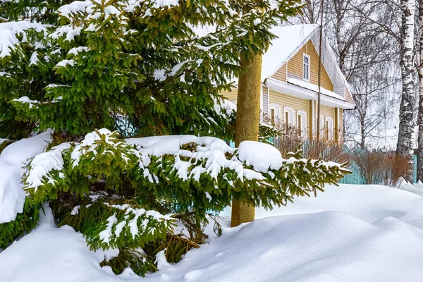 Sneeuwkappen Takken Van Een Sparren Tegen Achtergrond Van Een Dorpshuis — Stockfoto
