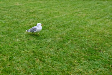Yeşil çimenlikteki yalnız martı. Gri kanatlı beyaz martı.