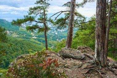 Çam ağaçlarının gövdeleri ve bir dağ yamacının kökleri. Botkin yolu, dağdan Yalta 'ya manzara.