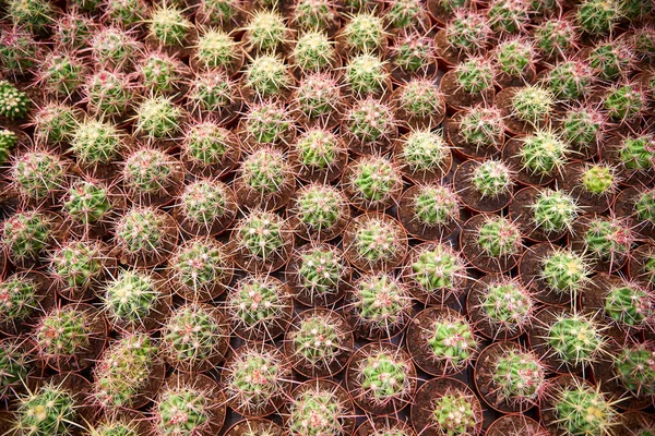 Typy Kolory Spiny Cactus — Zdjęcie stockowe