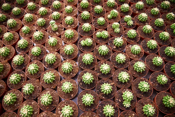 Cactus Different Types Colors Spines — стокове фото