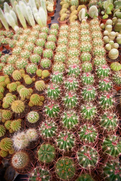 Tipos Cores Espinas Diferentes Cacto — Fotografia de Stock