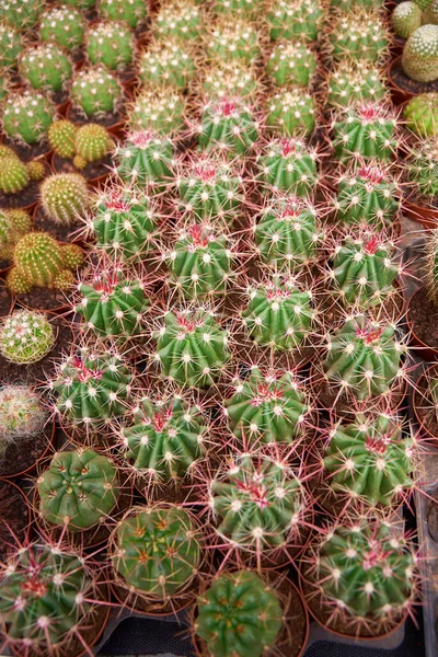 Tipos Cores Espinas Diferentes Cacto — Fotografia de Stock