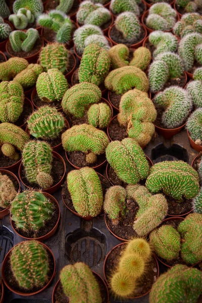 Kactus Verschiedene Typen Farben Und Spinen — Stockfoto