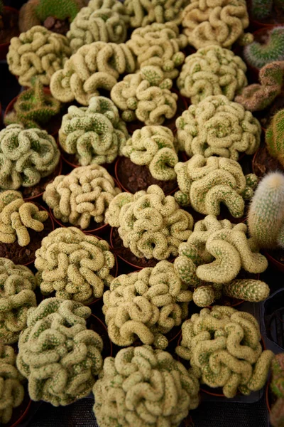 Kaktusjóváhagyási Típusok Színek Pörgetések — Stock Fotó