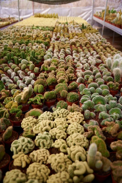 Cactus Different Types Colors Spines — стокове фото