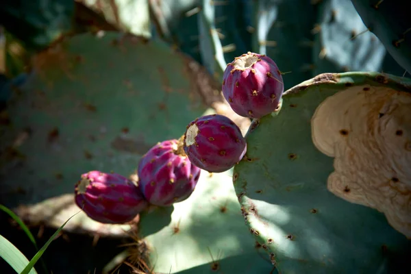 Cactus Planta Pera Espinhosa Com Frutas — Fotografia de Stock