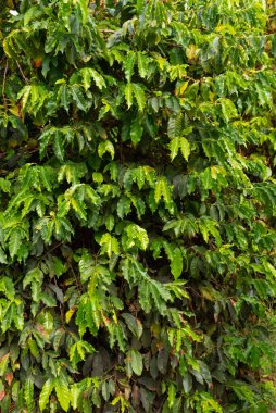 yeşil meyveli organik yetiştirilmiş kahve ağacı