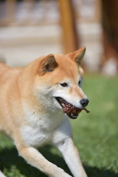 Κανέλα Χρωματιστό Σκυλί Shiba Inu Παίζει Στον Κήπο — Φωτογραφία Αρχείου