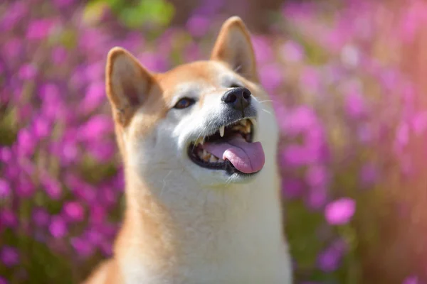 Cynamon Kolorowy Shiba Inu Pies Gra Ogrodzie — Zdjęcie stockowe