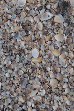 Deniz kıyısında çok renkli deniz kabukları.