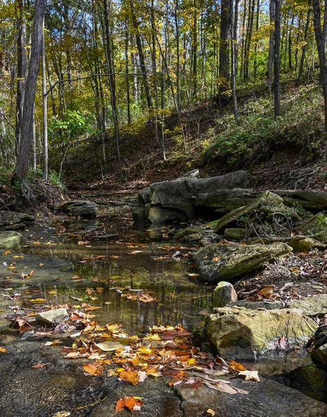 Sonbaharda dökülen yapraklar St. Louis 'deki derede sürüklenir.