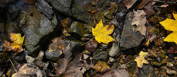 Gelbe Blätter Fallen Den Creek Louis — Stockfoto