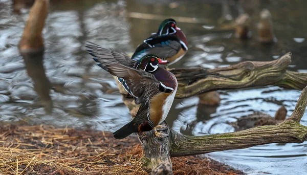 Ducks flapping wings on the waters edge of a pond in St Louis, MO USA