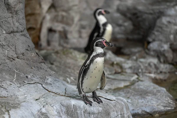 Penguins at the water edge