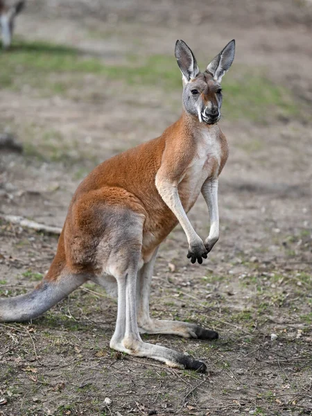 Red Kangaroos Standing Tall Look Predators — Stockfoto