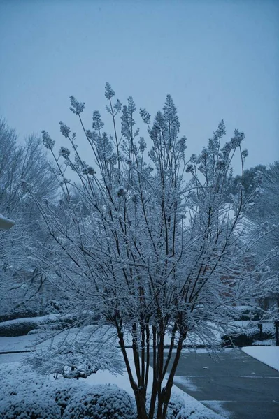 Snow Covered Bare Trees Snow Storm Georgia Usa — Stock Photo, Image