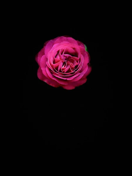 Nahaufnahme Einer Vollen Blüte Rote Rose Schwarz — Stockfoto