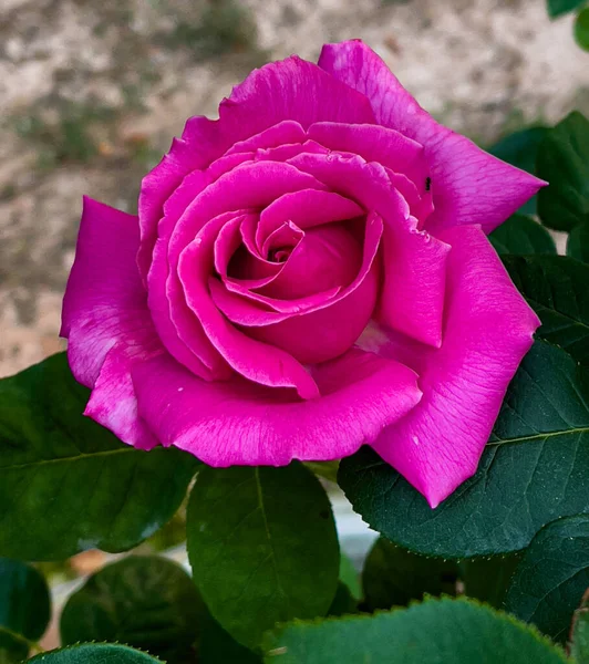 Крупним Планом Рожева Троянда Повному Розквіті Навесні 2022 Року — стокове фото
