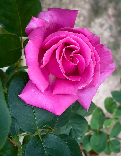 Gros Plan Une Rose Pleine Floraison Printemps 2022 — Photo