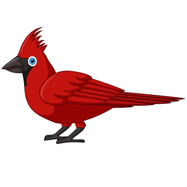 Ilustração Vetorial Desenhos Animados Bonito Pássaro Cardeal Fundo Branco — Vetor de Stock