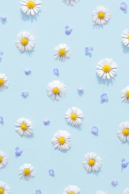 Pastel mavi arka planda bahar çiçekleri. Bahar zamanı estetik duvar kâğıdı.