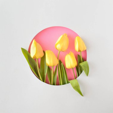 Neon pembe ve gümüş arka planda taze sarı lale çiçeklerinden oluşan yaratıcı bir düzen. Anneler günü, bahar, yaz ve diğerleri için yuvarlak çerçeveli çiçek kavramı. Düz yatıyordu.