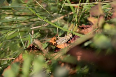 Çekirgeye yakın çekim 