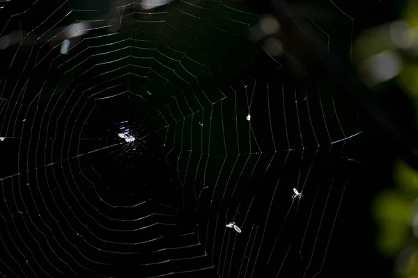 Spinnennetz Hängt Einem Baum — Stockfoto