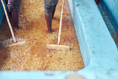 Afrikalı işçiler üretim merkezinde kahve yıkıyorlar.