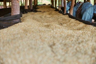 Afrikalı kadın işçiler çamaşır makinesinde kahve çekirdeklerini ayırıyorlar.