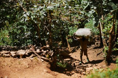 Kafasında torbayla tropikal dağ ormanında çalışan Afrikalı bir işçi.