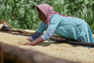 Afrikalı kadın işçiler kahve çekirdeklerini çamaşır makinesinde kurutma masalarında karıştırıyorlar.