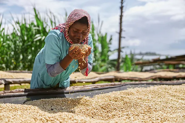 Africká pracovnice míchá kávová zrna na sušících stolech na mycí stanici — Stock fotografie