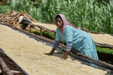 Afrikalı kadın işçiler kahve çekirdeklerini çamaşır makinesinde kurutma masalarında karıştırıyorlar.