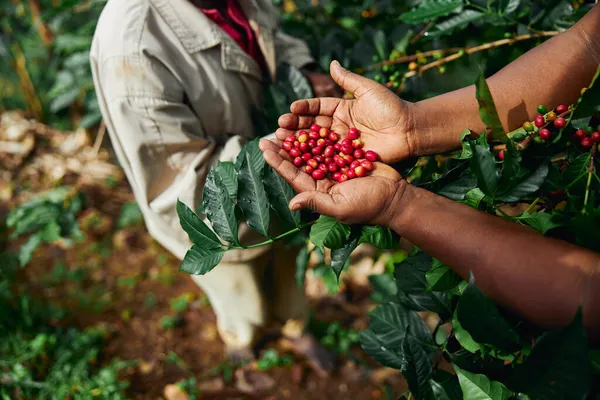 Африканський працівник збирає кавові зерна на плантації в лісовій деревині. — стокове фото