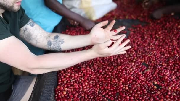Trabalhadores africanos estão escolhendo grãos de café frescos na estação de lavagem — Vídeo de Stock